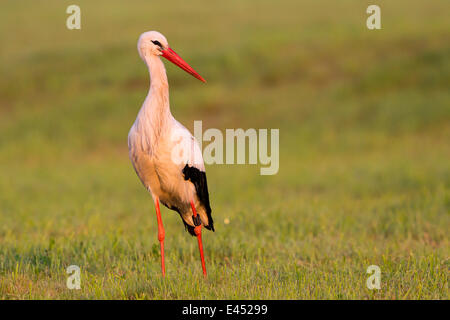 Cigogne Blanche (Ciconia ciconia), sur une prairie, au nord de la Hesse, Hesse, Allemagne Banque D'Images