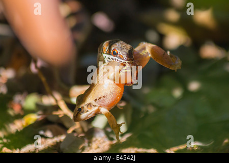 Petit serpent sable attraper et manger une grenouille Banque D'Images