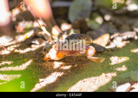 Petit serpent sable attraper et manger une grenouille Banque D'Images