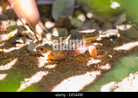 Petit serpent sable attraper et manger une grenouille Banque D'Images