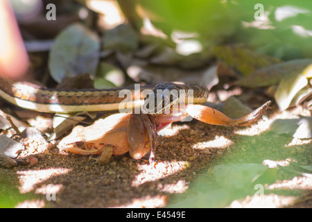 Petit serpent sable attraper et manger une grenouille Banque D'Images