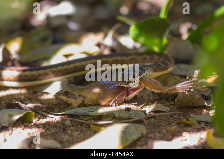 Petit serpent sable attraper et manger une grenouille Banque D'Images