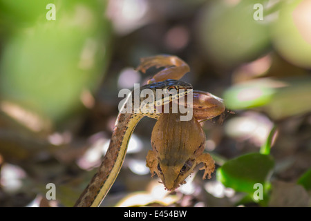 Petit serpent sable attraper et manger une grenouille Banque D'Images