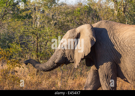 Balades dans la nature de l'éléphant avec sa trompe étendu Banque D'Images