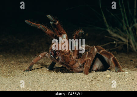 King baboon spider en position défensive, Tsavo NP, Kenya Banque D'Images