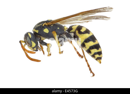 Hymanoptera ; des Vespidés et Polistes dominula ; Christ ; 1791 ; European Paper Wasp ; longueur : 22 mm Banque D'Images