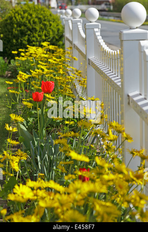 Tulipes rouges chez les fleurs jaunes dans un jardin de devant Banque D'Images