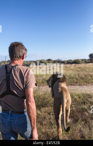 Ranger l'animal marcher avec male lion (Panthera leo), Namibie Banque D'Images