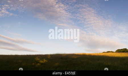 Le DEFRA prairie calcaire pré de fleurs sauvages à sunsrise. Oxfordshire, Angleterre Banque D'Images