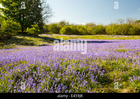 Jacinthes et Hazel taillis croissant sur une colline calcaire dans le Yorkshire Dales National Park, Royaume-Uni. Banque D'Images