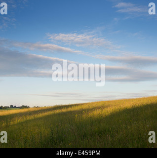 Le DEFRA prairie calcaire pré de fleurs sauvages à sunsrise. Oxfordshire, Angleterre Banque D'Images