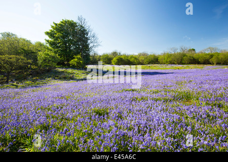 Jacinthes et Hazel taillis croissant sur une colline calcaire dans le Yorkshire Dales National Park, Royaume-Uni. Banque D'Images