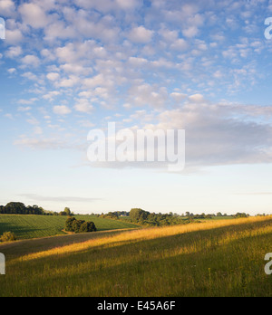 Le DEFRA prairie calcaire pré de fleurs sauvages à sunsrise. Oxfordshire, Angleterre Banque D'Images