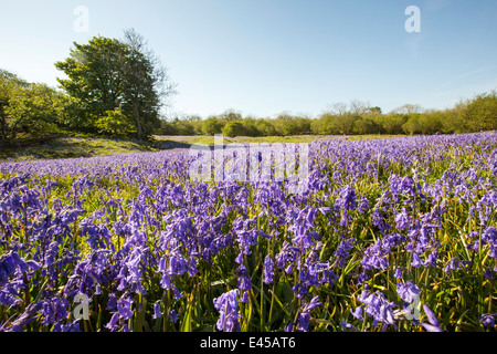 Jacinthes et Hazel taillis croissant sur une colline calcaire dans le Yorkshire Dales National Park, Royaume-Uni. Banque D'Images