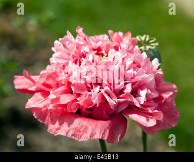 Close-up d'une fleur de pavot double géant Banque D'Images