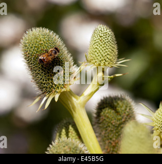 La collecte du pollen d'abeille à partir d'un grand chardon décoratif Banque D'Images