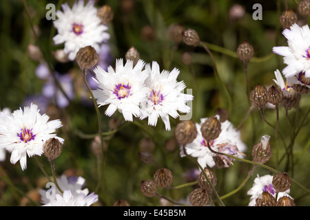 Catananche caerulea 'Image de Amor White' Banque D'Images