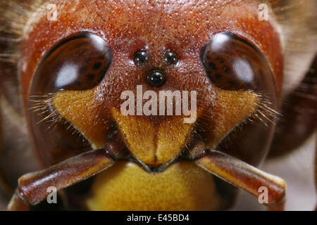 Frelon européen (Vespa crabro) chef de la reine montrant les yeux et ocelles. Surrey, UK Banque D'Images