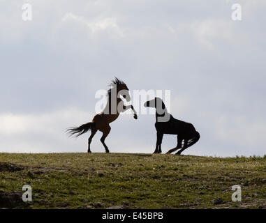 Les chevaux sauvages, des Mustang, à Pryor Mountains, Montana, USA - deux étalons face off, l'un des enfants Banque D'Images