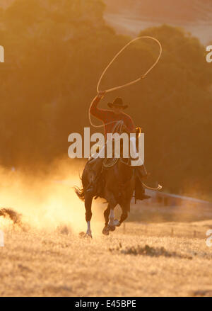 Le galop de cow-boy pendant la rotation d'une corde au coucher du soleil, lassoo Flitner Ranch, Shell, Wyoming, USA, modèle publié Banque D'Images