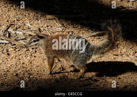 Le Numbat (Myrmecobius fasciatus), le Centre de l'Australie Banque D'Images