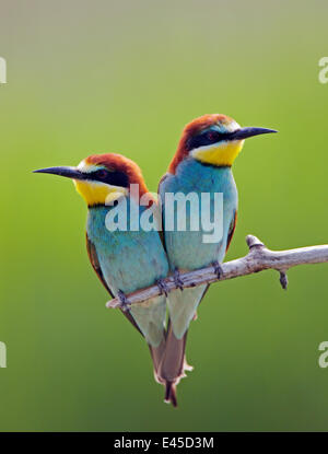 Guêpier d'Europe (Merops apiaster) paire perché, Pusztaszer, Hongrie, Mai 2008 Banque D'Images