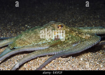 Poulpe commun (Octopus vulgaris) la chasse de nuit, Elephant Bay, Iles Lavezzi, Corse, France, septembre 2008 Banque D'Images