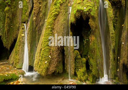 Les chutes d'eau et de mousses abondantes (Cratoneurone commutatum) et (Bryum ventricosum) de plus en plus sur la barrière Labudovac, supérieur des Grands Lacs, le parc national des Lacs de Plitvice, Croatie, octobre 2008 Banque D'Images