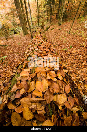 Dead Epicéa (Picea excelsa) tronc recouvert de feuilles de hêtre tombé sur le sol forestier, Corkova Uvala, la forêt vierge, le parc national des Lacs de Plitvice, Croatie, octobre 2008 Banque D'Images