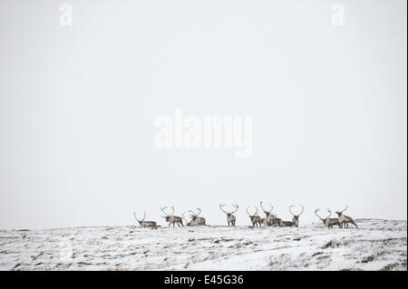 Le renne (Rangifer tarandus) troupeau en distance dans la neige, le Parc National de Forollhogna, Norvège, septembre 2008 Banque D'Images