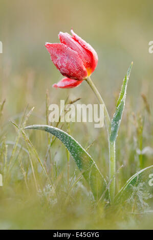 Frost couverts Wild tulip (Tulipa schrenkii) Rostovsky Réserve Naturelle, Région de Rostov, en Russie, en avril 2009 Banque D'Images