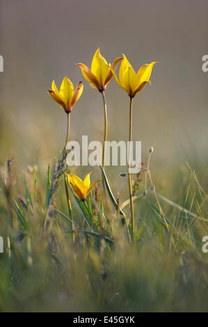 Tulipes jaunes rares Bieberstein (Tulipa biebersteiniana) en fleur, Rostovsky Réserve Naturelle, Région de Rostov, en Russie, en avril 2009 Banque D'Images