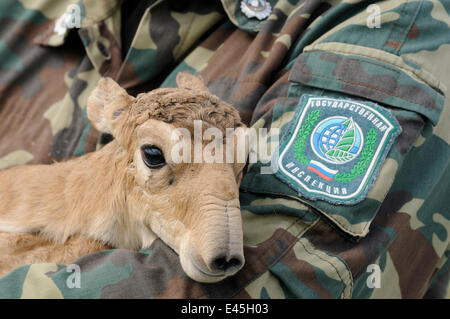 Nouveau-né saïga (Saiga tatarica) organisée pour peser et mesurer par le personnel de l'Cherniye zemli (terre noire), Réserve naturelle de Kalmoukie, en Russie, en mai 2009 Banque D'Images