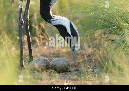 Grue demoiselle (Anthropoides virgo) tendant deux oeufs dans son nid, Cherniye zemli (terre noire), Réserve naturelle de Kalmoukie, en Russie, en mai 2009 Banque D'Images