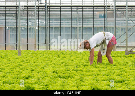 Cambridgeshire, Royaume-Uni. 3 juillet, 2014. Aujourd'hui devrait être la journée la plus chaude de l'année dans le sud-est de l'Angleterre avec les températures devraient atteindre 27 degrés C. C'est encore plus chaud pour Lucy Bauld comme elle prend des laitues à l'intérieur d'une serre où il était déjà plus de 30 degrés C en fin de matinée. Hucklesbury PGI, près de Cambridge, font partie d'une coopérative pour les laitues de plus en plus grands supermarchés. Aération contrôlée par ordinateur aident à réguler la température à l'intérieur de l'édifice. Julian crédit Eales/Alamy Live News Banque D'Images