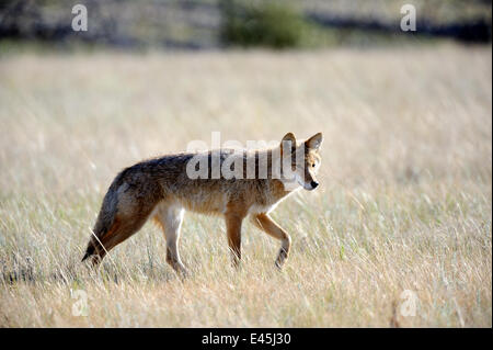 Le Coyote (Canis latrans) Parc national Jasper, Rocheuses, Alberta, Canada Banque D'Images