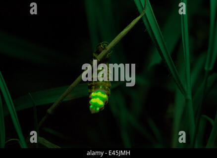 Ver luisant (Lampyris noctiluca) femmes lumineuses, UK Banque D'Images