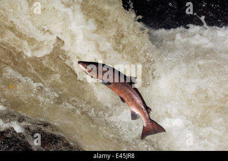 Saumon atlantique mâle} {Salmo salar sautant, migrer en amont pour frayer, Perthshire, Écosse, Royaume-Uni, octobre Banque D'Images