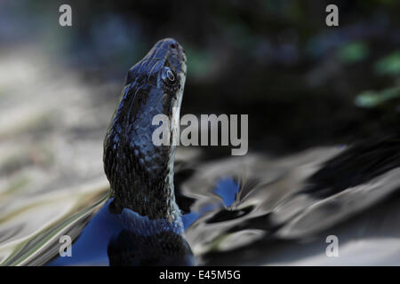 Dice Snake (Natrix tesselata) la chasse pour les petits poissons et des têtards dans un lac, Patras, le Péloponnèse, Grèce, mai 2009 Banque D'Images