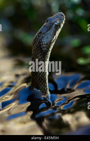 Dice Snake (Natrix tesselata) la chasse pour les petits poissons et des têtards dans un lac, Patras, le Péloponnèse, Grèce, mai 2009 Banque D'Images