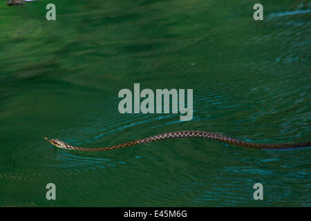 Dice Snake (Natrix tesselata) natation alors que la chasse de petits poissons et des têtards dans un lac, Patras, le Péloponnèse, Grèce, mai 2009 Banque D'Images