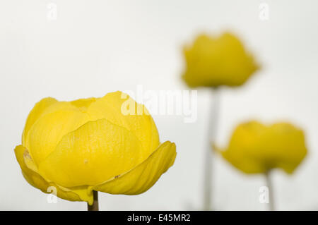 Globeflowers (Trollius europaeus trois) Liechtenstein, Juin 2009 Banque D'Images