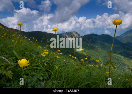 Globeflowers (Trollius europaeus) floraison, Liechtenstein, Juin 2009 Banque D'Images