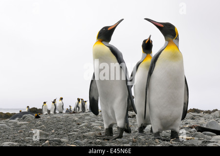 Trois manchots royaux (Aptenodytes patagonicus) debout sur une plage de galets, close-up dans la sous les eaux de l'Antarctique, l'île Macquarie Banque D'Images