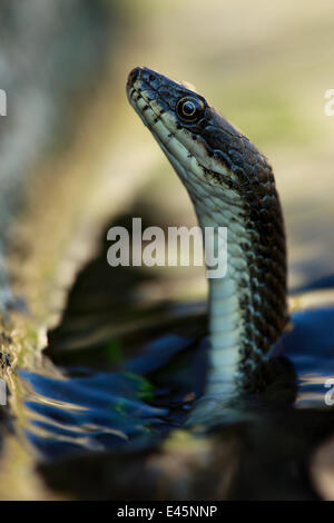 Dice Snake (Natrix tesselata) la chasse de petits poissons et des têtards dans un lac, Patras, Péloponnèse, Grèce, mai 2009 WWE LIVRE. Exposition intérieure de la WWE Banque D'Images