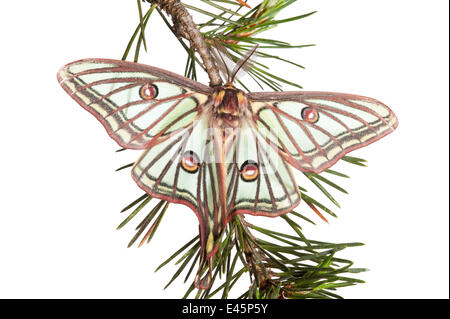 Espagnol mâle / luna moth Isabelline (Graellsia isabellina) on twig, Parc Naturel du Queyras, France, mai 2009 EXPOSITION EN PLEIN AIR de la WWE. Pas DISPONIBLE POUR LES CARTES DE VŒUX ET CALENDRIERS Banque D'Images