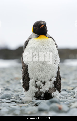 Manchot royal (Aptenodytes patagonicus) debout sur la plage de l'île Macquarie, sous les eaux de l'Antarctique de l'Australie et de la mue Banque D'Images