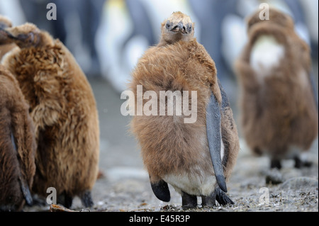 King Penguin juvénile (Aptenodytes patagonicus) debout sur la plage de l'île Macquarie, sous les eaux de l'Antarctique de l'Australie et Banque D'Images