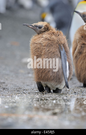 King Penguin juvénile (Aptenodytes patagonicus) debout dans la colonie sur la plage de l'île Macquarie, sous les eaux de l'Antarctique de Banque D'Images