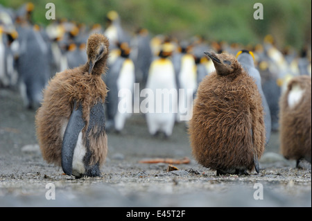 Deux mineurs manchot royal (Aptenodytes patagonicus) debout dans la colonie sur la plage de l'île Macquarie, sous l'Antarctique. Banque D'Images